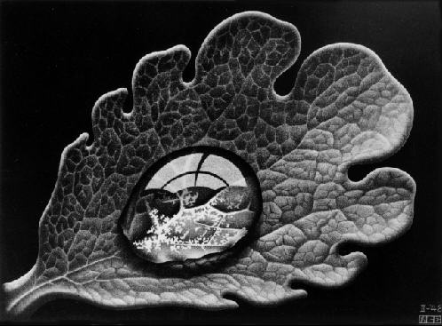 Escher_Dewdrop_1948.jpg